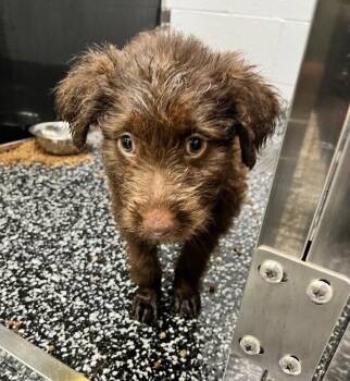 Mixed Breed Dogs Available for Adoption in Jackson, Tennessee - Ahsoka | PetCurious