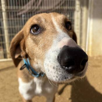 Mixed Breed Dogs Available for Adoption - Aurora | PetCurious