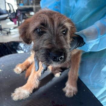Angora -  Mixed Breed Dog for Adoption in Huntington, West Virginia - Angora | PetCurious