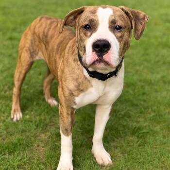 Rescue Pit Bull Terrier Dogs for Adoption in Petersburg, Virginia - Thunder | PetCurious