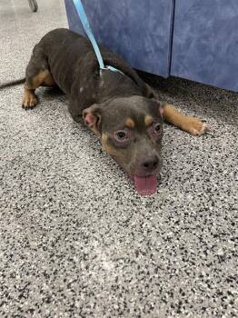 RAVIOLI -  Mixed Breed Dog for Adoption in Palmetto, Florida - RAVIOLI | PetCurious