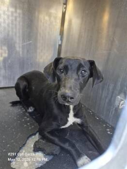 Hound Dogs Available for Adoption in San Antonio, Texas - SYRUP | PetCurious