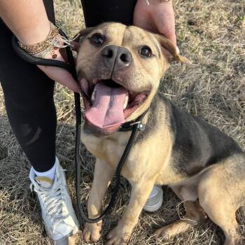 Pit Bull Terrier Dogs Available for Adoption - Goober | PetCurious