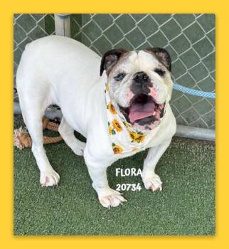 FLORA -  English Bulldog Dog for Adoption in Marietta, Georgia - FLORA | PetCurious