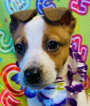 Rescue Fox Terrier Dogs for Adoption in Colusa, California - Della | PetCurious