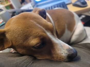 Rat Terrier and Chihuahua Dogs Available for Adoption in Bauxite, Arkansas - Sweet Pea | PetCurious