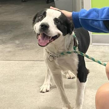 Kendall -  Terrier and Border Collie Dog for Adoption in Des Moines, Iowa - Kendall | PetCurious