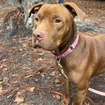 Rescue Mixed Breed Dogs for Adoption in Summerville, South Carolina - Coco | PetCurious