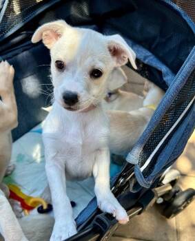 Betsy -  Pomeranian and Chihuahua Dog for Adoption in Los Angeles, California - Betsy | PetCurious