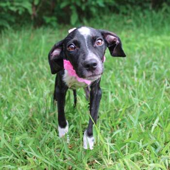 Rachel -  Mixed Breed Dog for Adoption in Lake Jackson, Texas - Rachel | PetCurious