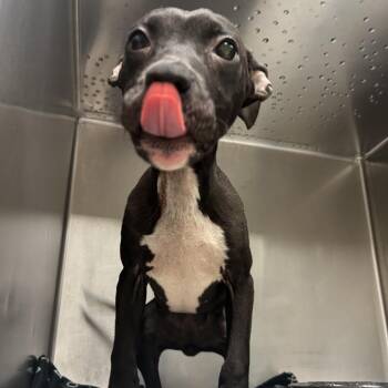 Mixed Breed Dogs Available for Adoption - Nova | PetCurious