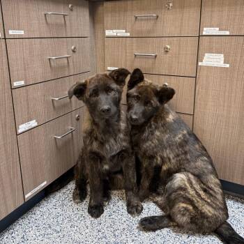 Anatolian Shepherd and Shar Pei Dogs Available for Adoption in Great Falls, Montana - Selina | PetCurious