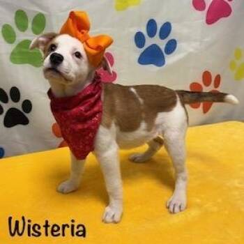 Australian Shepherd Dogs Available for Adoption - Wisteria | PetCurious