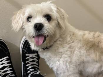 Milo -  Maltese Dog for Adoption in Portland, Oregon - Milo | PetCurious