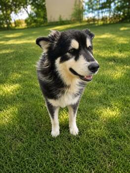 OAKLEY -  Alaskan Malamute and Mixed Breed Dog for Adoption in Houston, Texas - OAKLEY | PetCurious