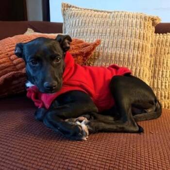 Mixed Breed Dogs Available for Adoption in North Vancouver, British Columbia - Lola | PetCurious