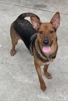 Rita -  Mixed Breed Dog for Adoption in Hamden, Connecticut - Rita | PetCurious