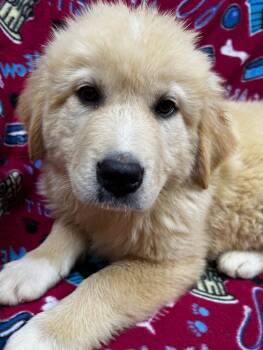 Sunny -  Great Pyrenees and Bernese Mountain Dog Dog Available for Adoption - Sunny | PetCurious