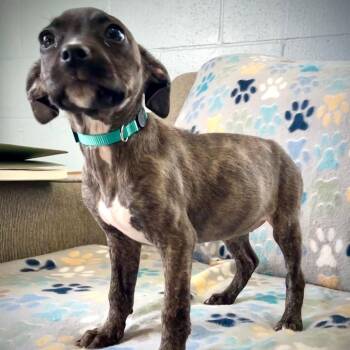 Terrier and Mixed Breed Dogs Available for Adoption in Rochester, Minnesota - Poppy | PetCurious