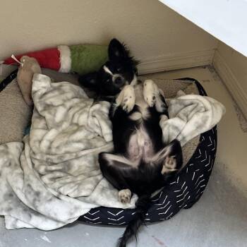 Jackson -  Chihuahua and Mixed Breed Dog for Adoption in Tulsa, Oklahoma - Jackson | PetCurious