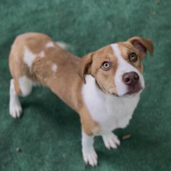 Labrador Retriever Dogs Available for Adoption - Gator | PetCurious