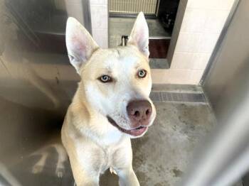 Siberian Husky Dogs Available for Adoption in Tustin, California - LITTLE JOHN | PetCurious