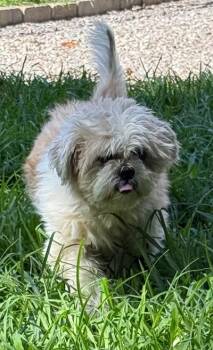 Rocky -  Shih Tzu Dog for Adoption in Wilkesboro, North Carolina - Rocky | PetCurious