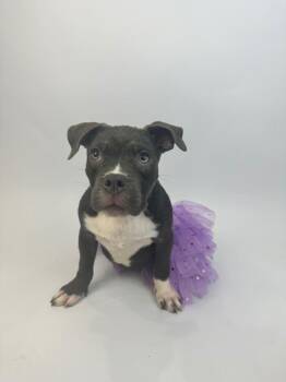Elphie -  American Staffordshire Terrier and French Bulldog Dog for Adoption in Alvin, Texas - Elphie | PetCurious
