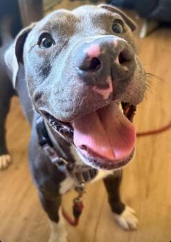 Gator -  Mixed Breed and Pit Bull Terrier Dog for Adoption in Austin, Texas - Gator | PetCurious