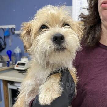 Rosa *My Adoption is Pending!* -  Terrier and Mixed Breed Dog for Adoption in Wappingers Falls, New York - Rosa *My Adoption Is Pending!* | PetCurious