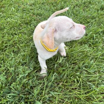 Rescue Terrier Dogs for Adoption in Baker, Louisiana - Ingrid | PetCurious