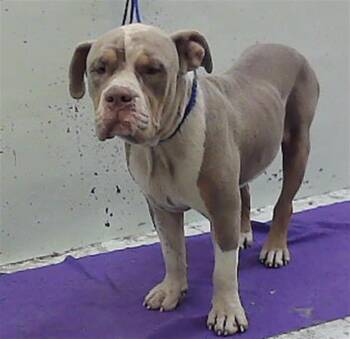 DADDY -  Staffordshire Bull Terrier and Mixed Breed Dog for Adoption in Houston, Texas - DADDY | PetCurious