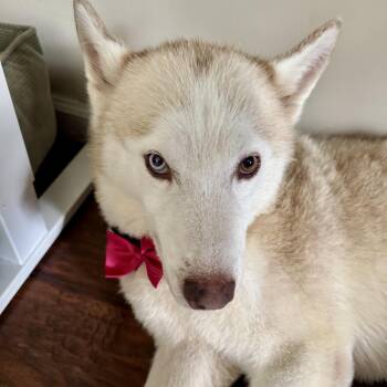 Bianca -  Siberian Husky Dog for Adoption in Abbotsford, British Columbia - Bianca | PetCurious