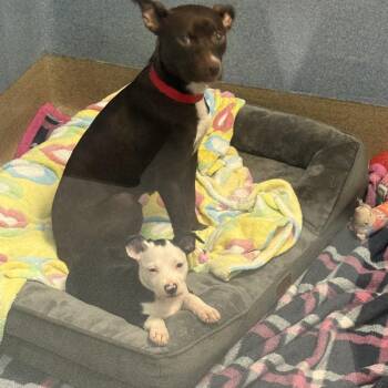 Raine -  Terrier and Chihuahua Dog for Adoption in Oceanside, California - Raine | PetCurious