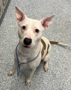 Rescue Pit Bull Terrier Dogs for Adoption in Stafford, Virginia - Tracy | PetCurious