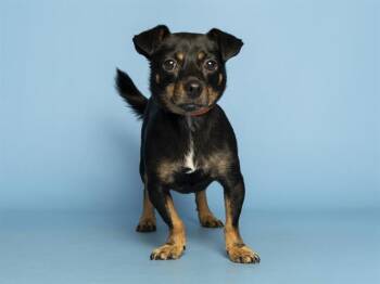 Chihuahua and Mixed Breed Dogs Available for Adoption in Phoenix, Arizona - HAM | PetCurious