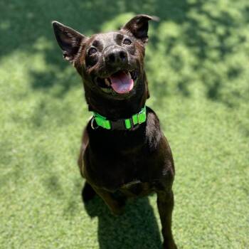 Rupert -  Terrier and Mixed Breed Dog for Adoption in San Francisco, California - Rupert | PetCurious