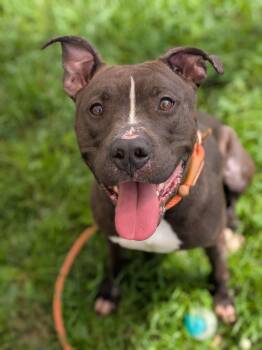 Hitchhiker -  Pit Bull Terrier Dog for Adoption in Chicago, Illinois - Hitchhiker | PetCurious