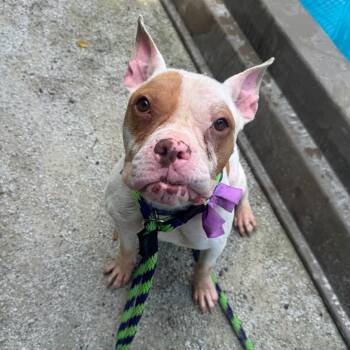 Chanel -  American Bully Dog for Adoption in Philadelphia, Pennsylvania - Chanel | PetCurious