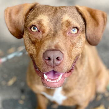 Rescue Terrier Dogs for Adoption in Bloomfield, Connecticut - Lulu | PetCurious