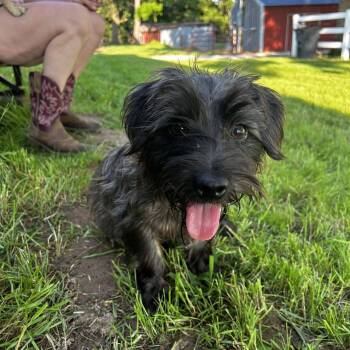 Rescue Miniature Schnauzer and Mixed Breed Dogs for Adoption in Broken Arrow, Oklahoma - Cherry Garcia | PetCurious