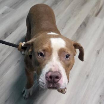 Gerri the Giraffe -  Terrier and Mixed Breed Dog for Adoption in St. Louis, Missouri - Gerri The Giraffe | PetCurious