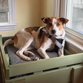 Beagle and Hound Dogs Available for Adoption in Columbia, Maryland - Honey | PetCurious