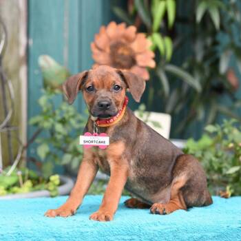 Shortcake -  Hound Dog for Adoption in Wake Forest, North Carolina - Shortcake | PetCurious