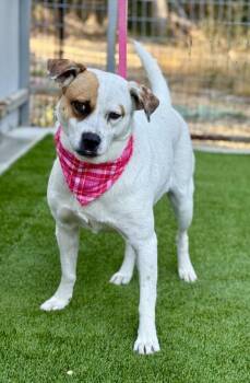 Rescue Boxer and Mixed Breed Dogs for Adoption in Hondo, Texas - Jewel And Her Whittle Teef - Excellent Temperament! Loves Everyo | PetCurious