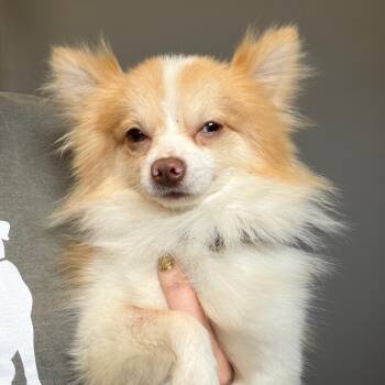 Gizzy -  Pomeranian and Mixed Breed Dog for Adoption in Chesapeake, Virginia - Gizzy | PetCurious