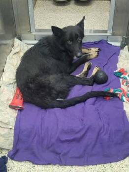 Rescue Mixed Breed Dogs for Adoption in Memphis, Tennessee - Flint | PetCurious