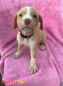 Waffle -  Labrador Retriever and American Staffordshire Terrier Dog for Adoption in Liverpool, Texas - Waffle | PetCurious