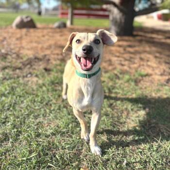 Dachshund and Mixed Breed Dogs Available for Adoption in Fargo, North Dakota - Spiffy--In Foster | PetCurious