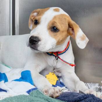 Catahoula Leopard Dog and Mixed Breed Dogs Available for Adoption in St. Louis, Missouri - BOBINKER | PetCurious